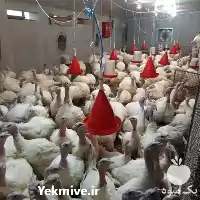 قیمت خرید تخم نطفه دار بوقلمون در بوشهر در گروه انواع تخم ها در یکمیوه