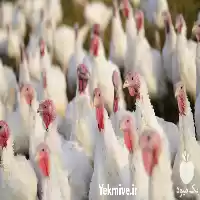 قیمت خرید بوقلمون مولد و تخم در تهران در گروه مرغ و خروس و بوقلمون و اردک قو قاز در یکمیوه