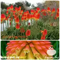 خاک باغ فروش نیفوفیا در ساری در گروه انواع محصولات خاک و تغذیه در یکمیوه