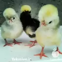 فروش مرغ زینتی در قزوین در گروه مرغ و خروس و بوقلمون و اردک قو قاز در یکمیوه