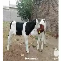 فروش گوساله سمینتال و هلشتاین در گروه گاو و گوسفند و میش و بز کهره گوساله در یکمیوه