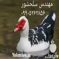 فروش جوجه اردک روسی در بوشهر در گروه مرغ و خروس و بوقلمون و اردک قو قاز در یکمیوه