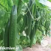 قیمت خرید بذر خیار سوپرینا در تهران در گروه خرید و فروش بذر خیار در یکمیوه