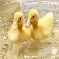 فروش قیمت جوجه اردک 20 روزه در گروه مرغ و خروس و بوقلمون و اردک قو قاز در یکمیوه