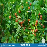 قیمت نهال عناب در مشهد در گروه خرید و فروش نهال عناب در یکمیوه