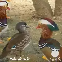 قیمت خرید تخم نطفه دار اردک در قم در گروه انواع تخم ها در یکمیوه