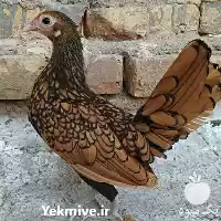 فروش تخم مرغ نطفه دار زینتی در گروه انواع تخم ها در یکمیوه