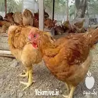 قیمت خرید عرضه کننده بهترین مناسب در تهران در گروه مرغ و خروس و بوقلمون و اردک قو قاز در یکمیوه