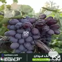 خرید و قیمت نهال انگور کندری در ساری در گروه خرید و فروش نهال انگور در یکمیوه