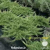 فروش درختچه های جونی پروس رونده در گروه خرید و فروش انواع بسته بندی کارتن در یکمیوه