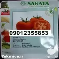 تولید بذر گوجه فرنگی ساکاتا پر در اصفهان در گروه خرید و فروش بذر گوجه در یکمیوه