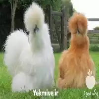 قیمت خرید تخم نطفه دار مرغ در مشهد در گروه انواع تخم ها در یکمیوه