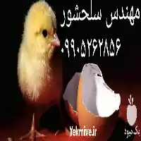 فروش جوجه گوشتی در گروه مرغ و خروس و بوقلمون و اردک قو قاز در یکمیوه
