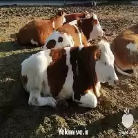 فروش گوساله سمینتال در شیراز در گروه گاو و گوسفند و میش و بز کهره گوساله در یکمیوه