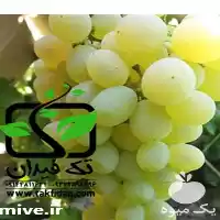 فروش خرید نهال انگور دسترچین در ارومیه در گروه خرید و فروش نهالستان در یکمیوه