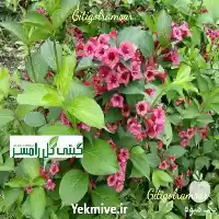 قیمت خرید درختچه و ایگلیا در ساری در گروه خرید و فروش انواع تجهیزات کشاورزی در یکمیوه