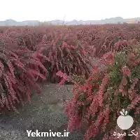 قیمت خرید عمده نهال زرشک در کرج در گروه خرید و فروش نهال زرشک در یکمیوه