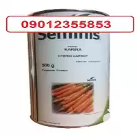 فروش بذر هویج کارینا در کرمان  در گروه خرید و فروش دستگاه هویج در یکمیوه