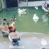 فروش عرضه تخم نطفه دار اردک در قم در گروه انواع تخم ها در یکمیوه