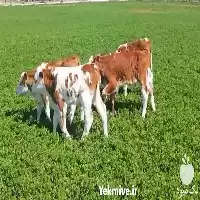 گوساله محلی فروش گوساله در گروه گاو و گوسفند و میش و بز کهره گوساله در یکمیوه