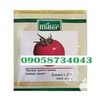 قیمت خرید بذر گوجه فرنگی ویلمورین در شیراز در گروه خرید و فروش بذر گوجه در یکمیوه