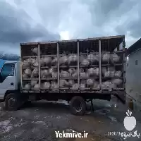 خرید بوقلمون به صورت نقد در گروه مرغ و خروس و بوقلمون و اردک قو قاز در یکمیوه