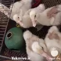 قیمت خرید عرضه پخش تخم نطفه در اهواز در گروه انواع تخم ها در یکمیوه