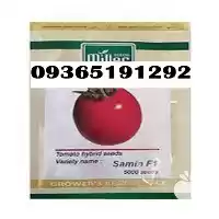 فروش عمده گوجه فرنگی ثمین در اصفهان در گروه خرید و فروش گوجه فرنگی در یکمیوه