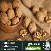 فروش خرید قیمت نهال گردو پرشین در اصفهان در گروه خرید و فروش نهالستان در یکمیوه