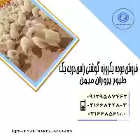 فروش جوجه گوشتی راس 308 یکروزه در تهران در گروه مرغ و خروس و بوقلمون و اردک قو قاز در یکمیوه