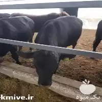 قیمت خرید گوساله نر و گوساله در بوشهر در گروه گاو و گوسفند و میش و بز کهره گوساله در یکمیوه