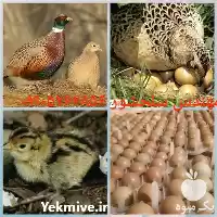 فروش تخم قرقاول تضمینی در اصفهان در گروه انواع تخم ها در یکمیوه