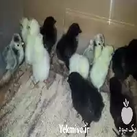 فروش جوجه دورگه اصلاح شده در شیراز در گروه مرغ و خروس و بوقلمون و اردک قو قاز در یکمیوه