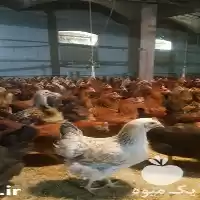 فروش جوجه دورگه 1 روزه و محلی در گروه مرغ و خروس و بوقلمون و اردک قو قاز در یکمیوه