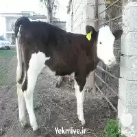 فروش گوساله سمینتال به همراه مجوز در گروه گاو و گوسفند و میش و بز کهره گوساله در یکمیوه