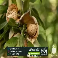 قیمت خرید نهال بادام شکوفه در تبریز در گروه خرید و فروش نهال بادام در یکمیوه