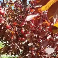 فروش نهال آلوچه قرمز در مشهد در گروه فرآورده های آلو و آلوچه در یکمیوه