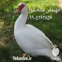 فروش جوجه اردک روسی در گروه مرغ و خروس و بوقلمون و اردک قو قاز در یکمیوه