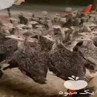 قیمت خرید جوجه بوقلمون برنز امریکایی در تهران در گروه مرغ و خروس و بوقلمون و اردک قو قاز در یکمیوه