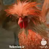 فروش تخم نطفه دار جوجه مرغ در خرم‌ آباد در گروه انواع تخم ها در یکمیوه