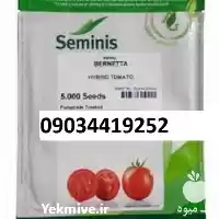 بذر گوجه فرنگی برنتا پر فروش در ساری در گروه خرید و فروش گوجه فرنگی در یکمیوه