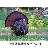 قیمت خرید جوجه بوقلمون در زاهدان در گروه مرغ و خروس و بوقلمون و اردک قو قاز در یکمیوه