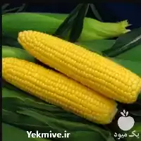 فروش عرضه بذر ذرت شیرین درایور در گروه خرید و فروش بذر ذرت در یکمیوه