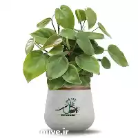 قیمت خرید عمده گیاه فیلودندرون قلبی در کرج در گروه خرید و فروش گیاهان زینتی در یکمیوه