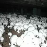 فروش کمپوست قارچ دکمه ای در تهران در گروه خرید و فروش قارچ در یکمیوه
