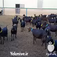 قیمت خرید بز مورسیا و بزغاله در اصفهان در گروه گاو و گوسفند و میش و بز کهره گوساله در یکمیوه