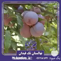 خرید و قیمت نهال آلو سانتاروا در گروه خرید و فروش نهال در یکمیوه