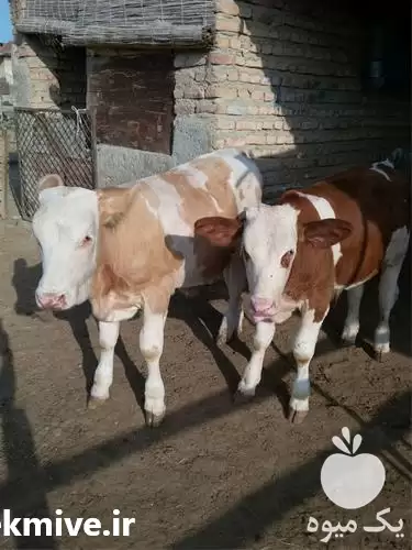 قیمت خرید گوساله پرواری وزن الی در شیراز در گروه گاو و گوسفند و میش و بز کهره گوساله در یکمیوه -عکس1