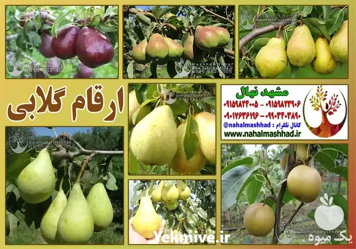 فروش انواع مختلف نهال گلابی در گروه خرید و فروش نهال گلابی در یکمیوه -عکس1