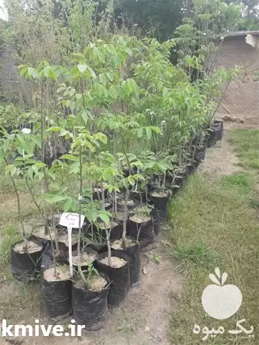 فروش نهال گردو نژاد قپه ای در ساری در گروه خرید و فروش نهال گردو در یکمیوه -عکس1